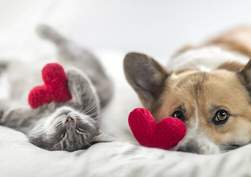 cute cat and corgi dog are lying on a white bed together surrounded by knitted red hearts